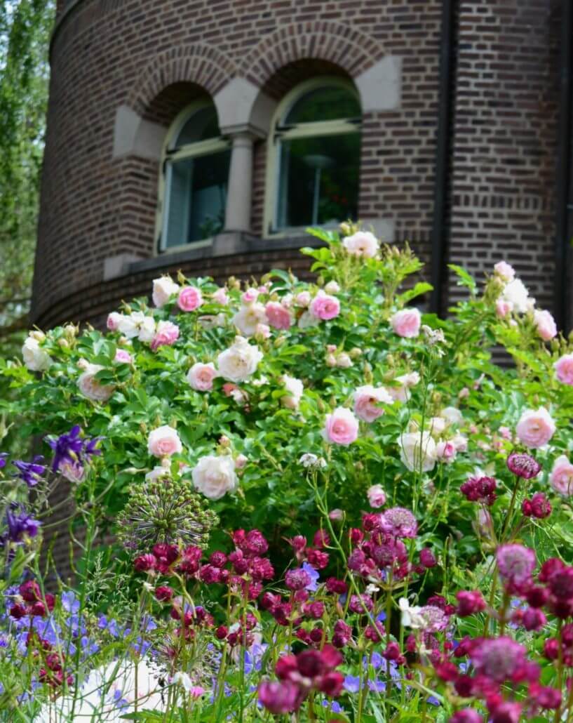 Engsholms slottspark rosor perenner